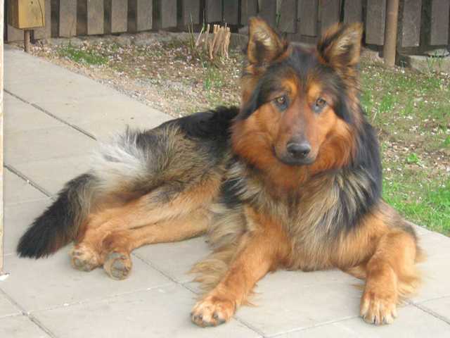 Dog Photo