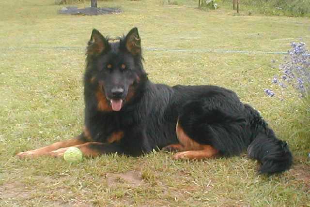 Dog Photo