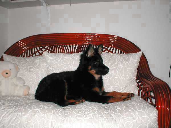 Dog Photo