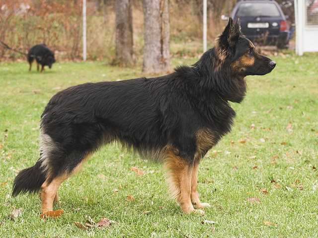 Dog Photo