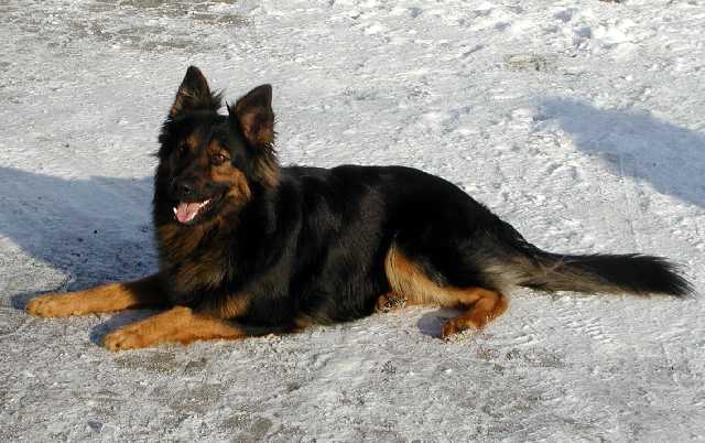 Dog Photo