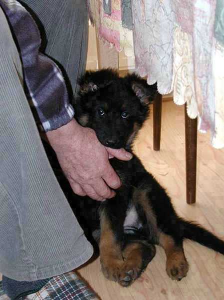 Dog Photo