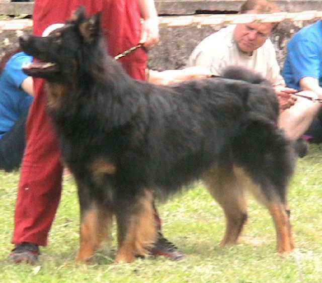 Dog Photo