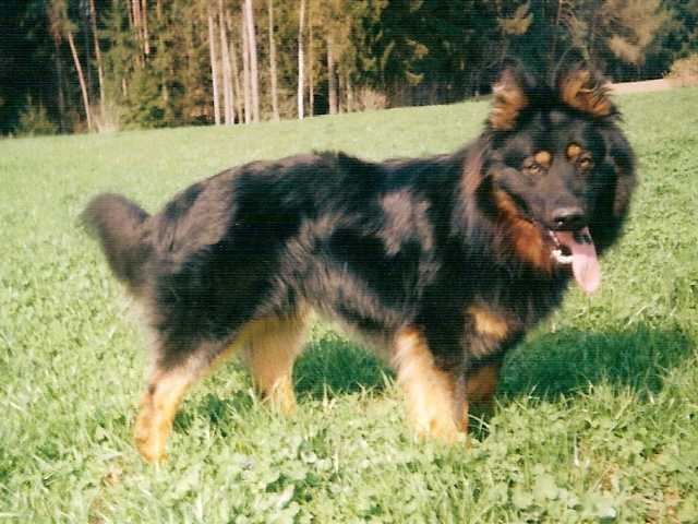Dog Photo