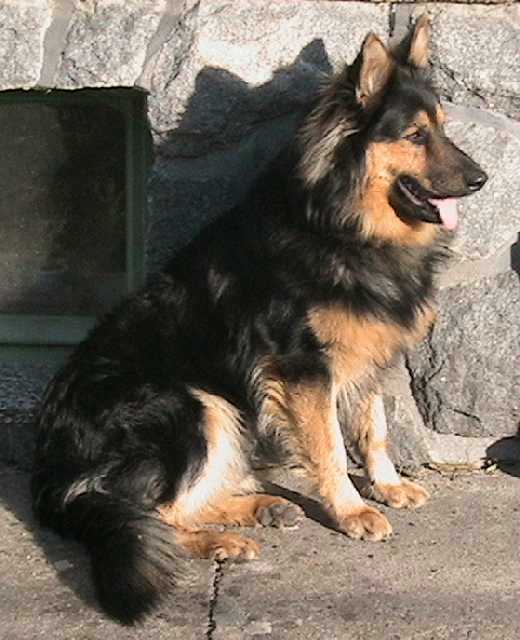 Dog Photo