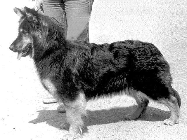 Dog Photo