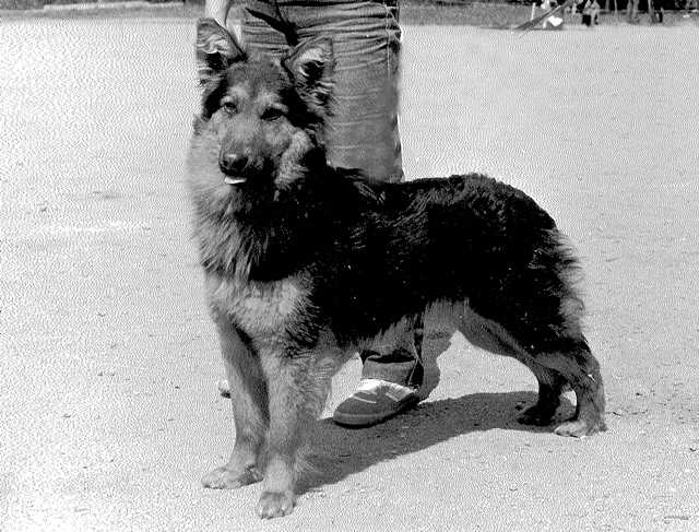 Dog Photo