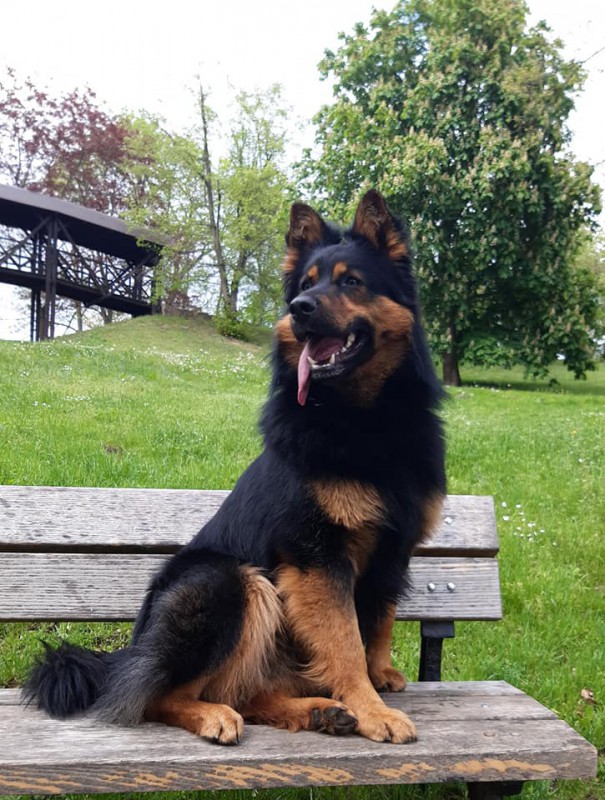Dog Photo