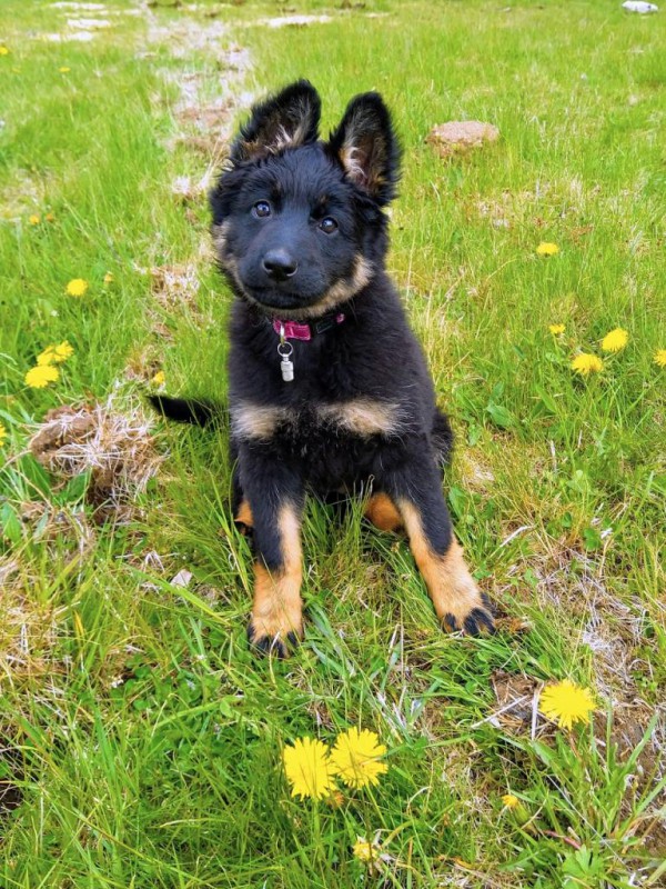 Dog Photo