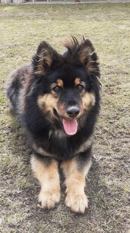 Dog Photo