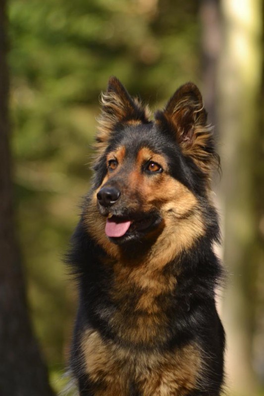 Dog Photo