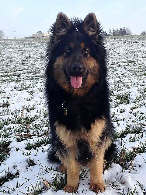 Dog Photo