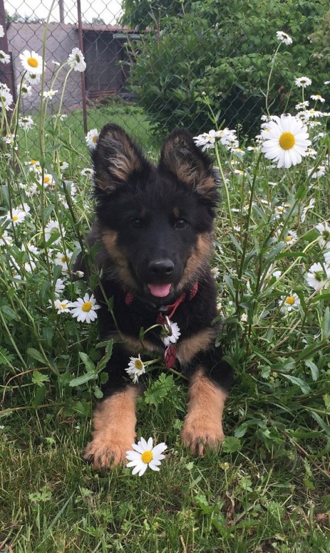 Dog Photo