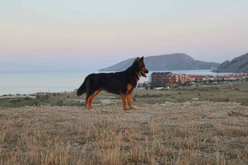 Dog Photo