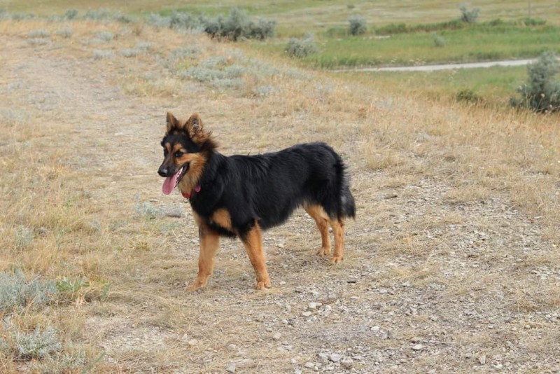 Dog Photo