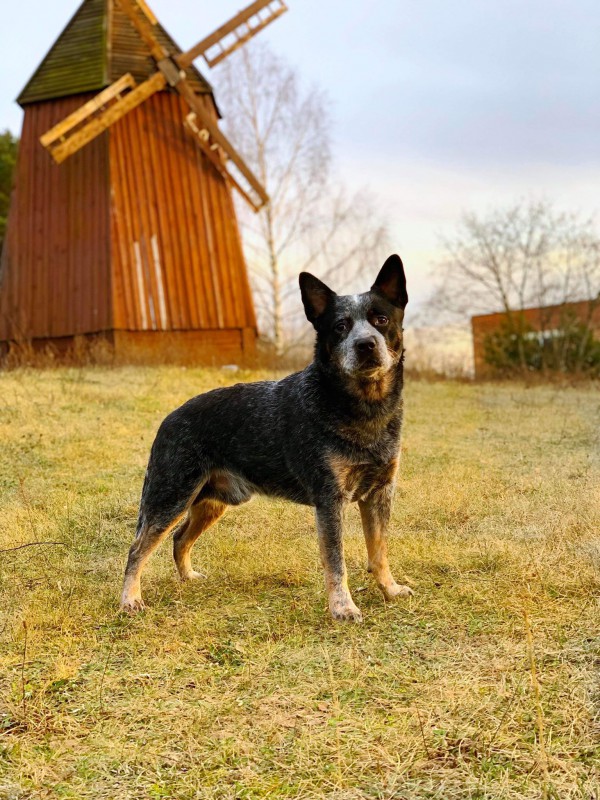 Dog Photo