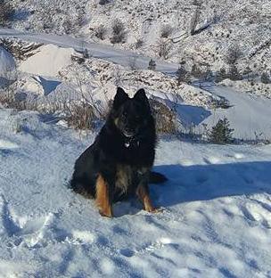 Dog Photo