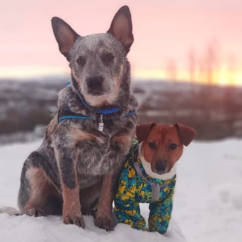 Dog Photo