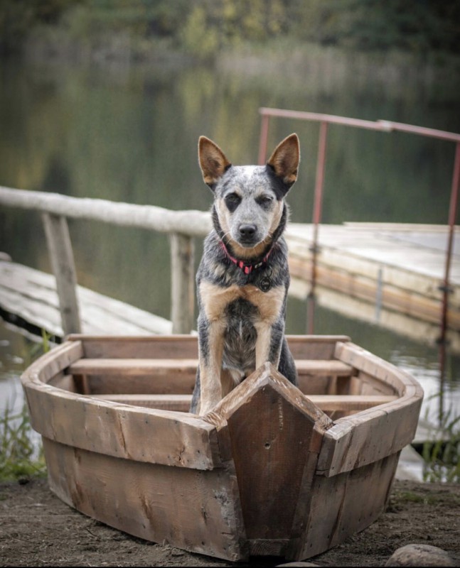 Dog Photo