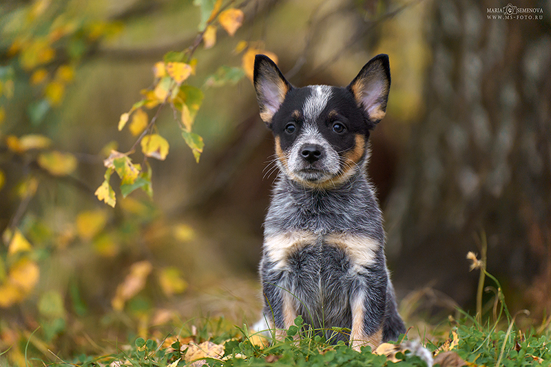 Dog Photo