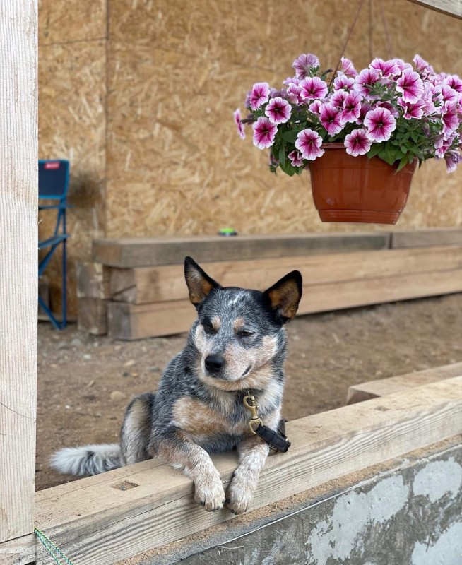 Dog Photo