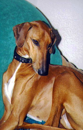Dog Photo