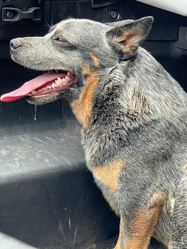 Dog Photo