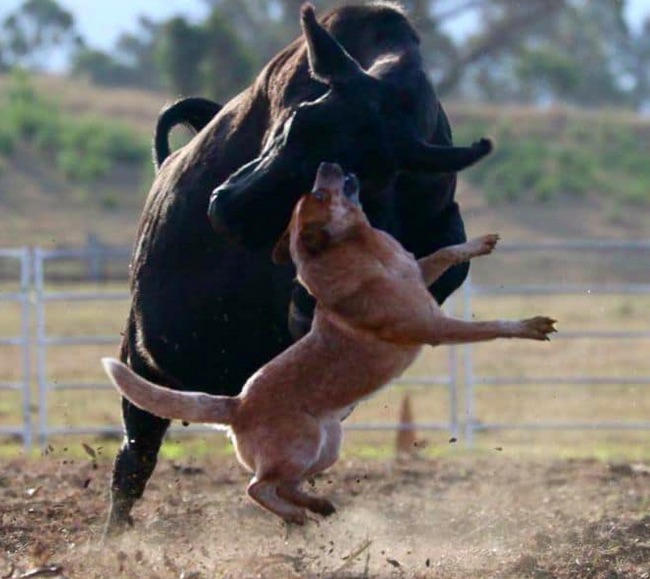 Dog Photo