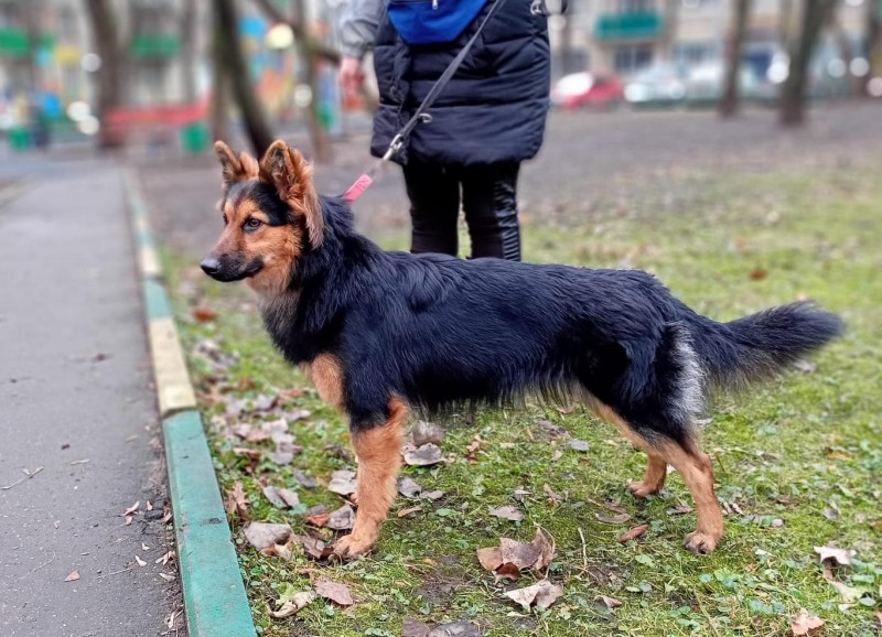 Dog Photo