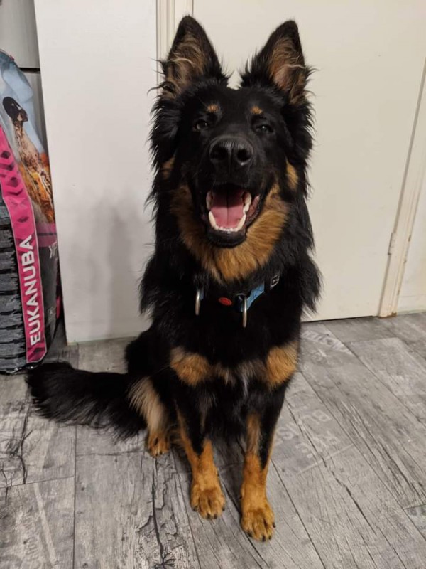 Dog Photo