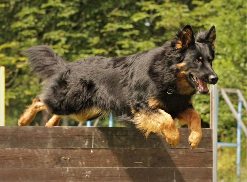 Dog Photo
