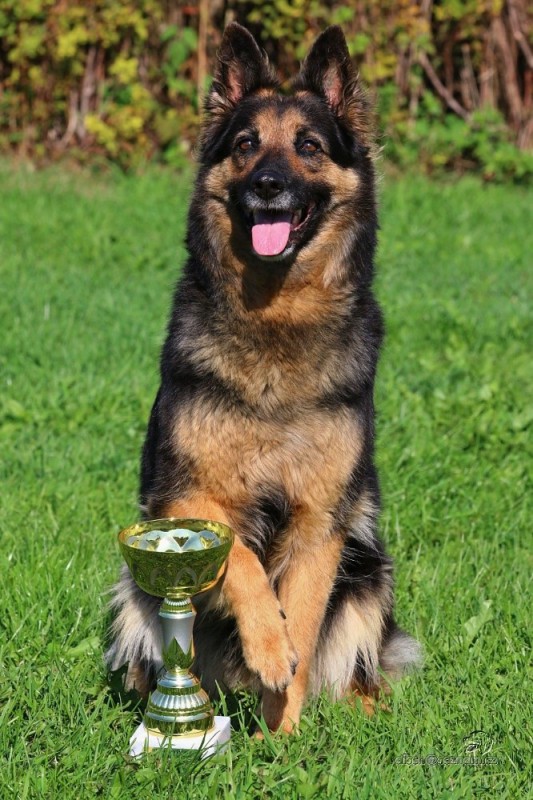 Dog Photo