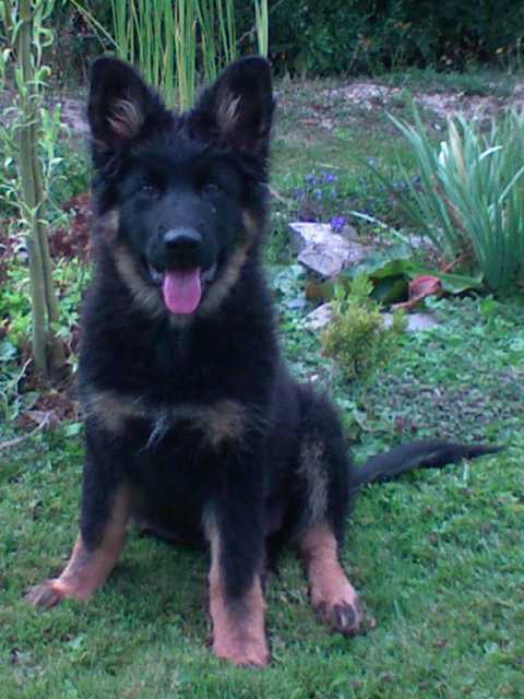 Dog Photo