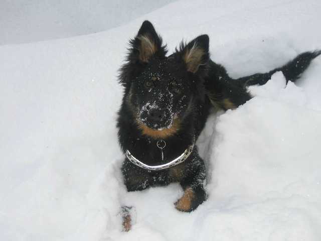Dog Photo