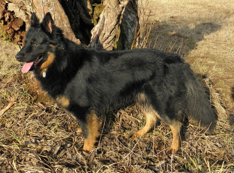 Dog Photo