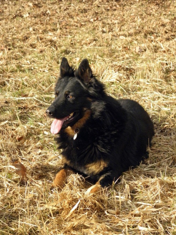 Dog Photo