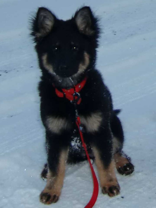 Dog Photo