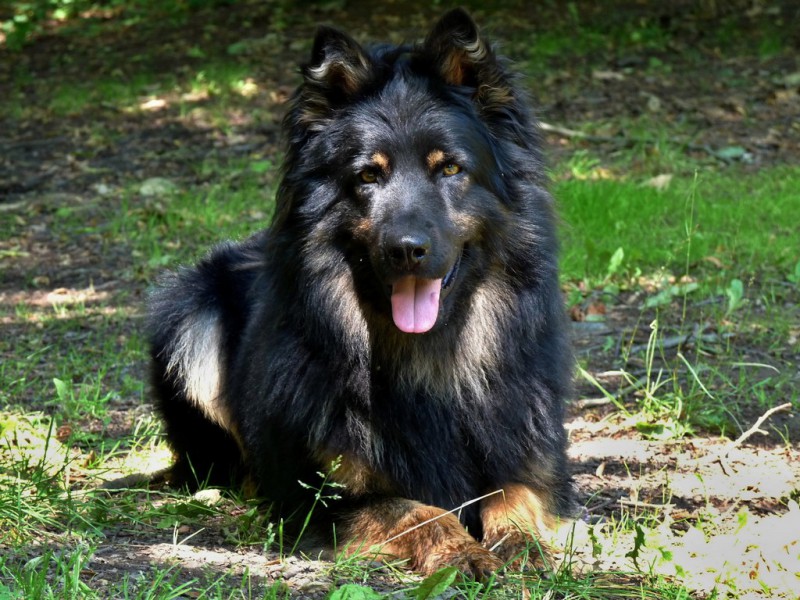 Dog Photo