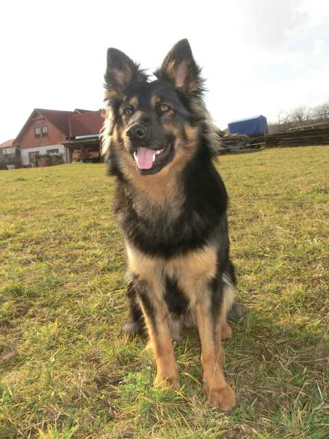 Dog Photo