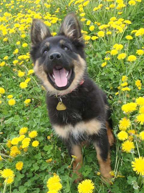Dog Photo