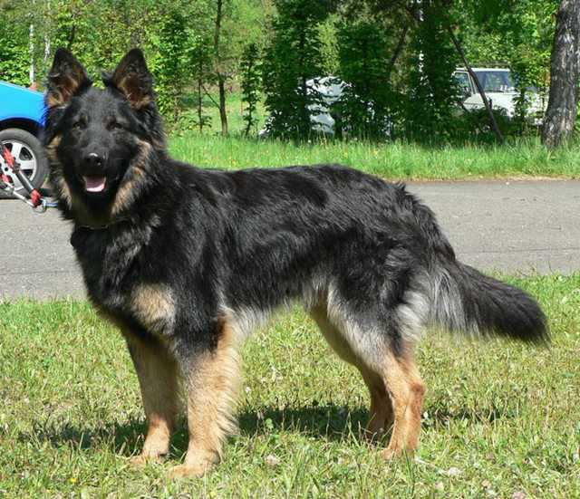 Dog Photo