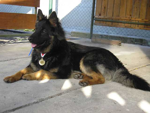 Dog Photo