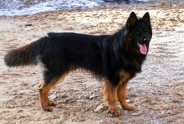 Dog Photo