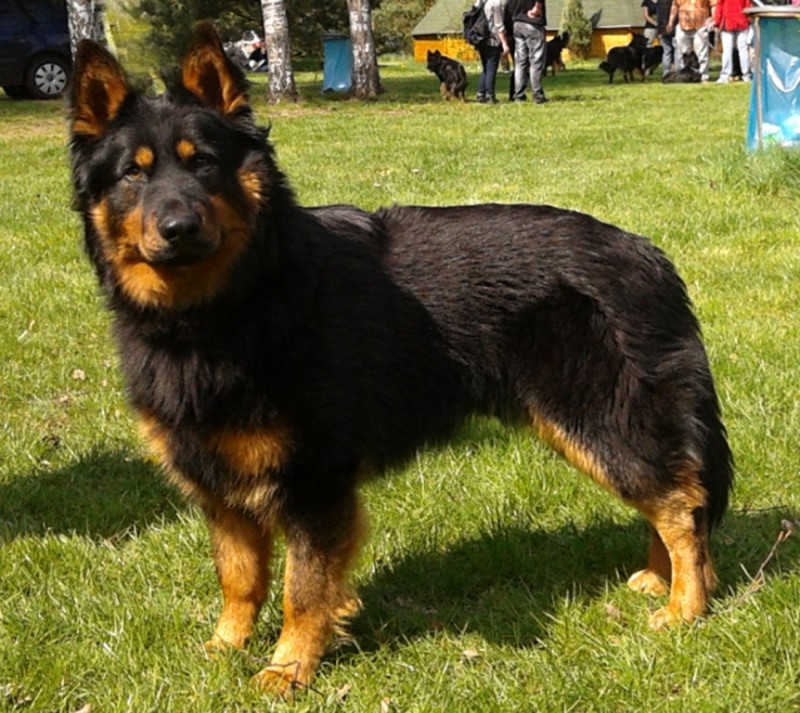 Dog Photo
