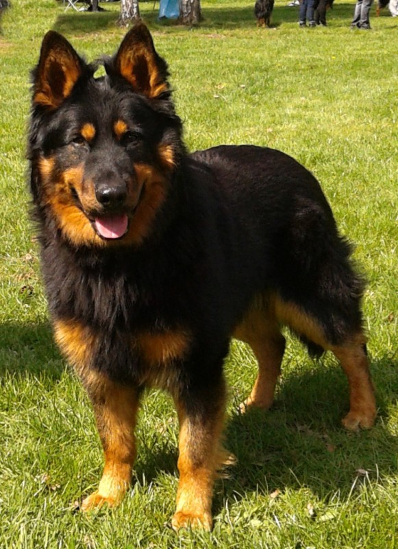 Dog Photo