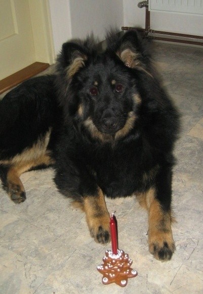 Dog Photo