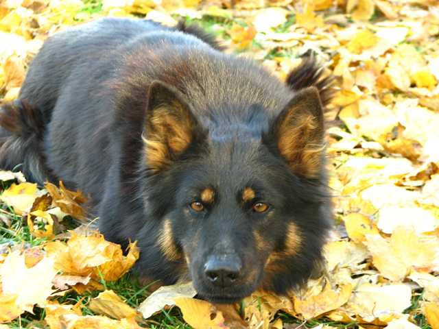 Dog Photo