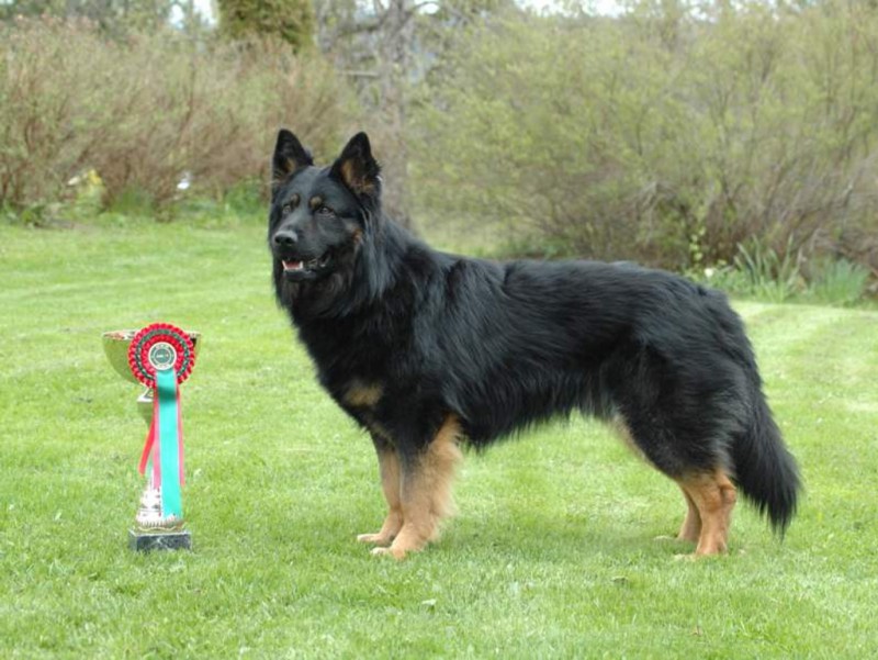Dog Photo