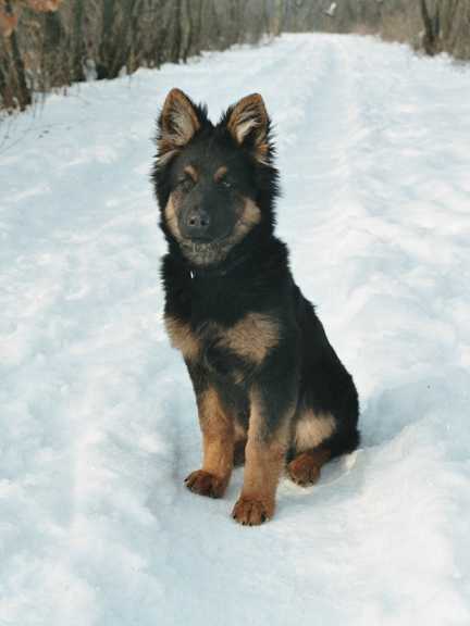 Dog Photo