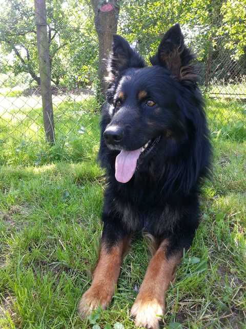 Dog Photo